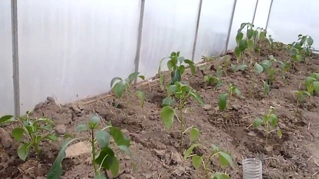 3 мая моя рассада смотреть онлайн