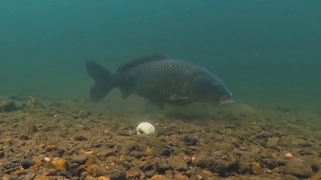 3 Дня ловли карпа на кукурузной муке 🐠🐋🐟