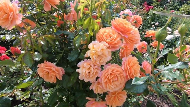 Роза шраб Ламбада Lambada (новинка 2014 г.) смотреть онлайн