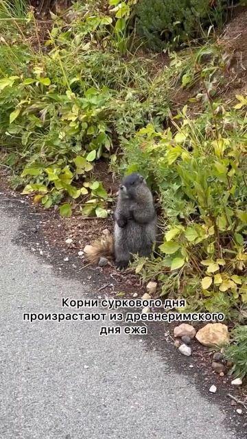 День сурка #mozart #деньсурка #сурок #сша #usa #америка #канада #canada #marmot #groundhogsday смотреть онлайн
