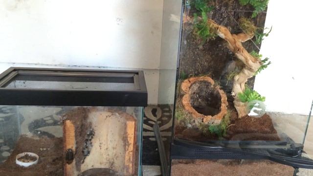 Poecilotheria regalis re-house / tutorial / set up смотреть онлайн