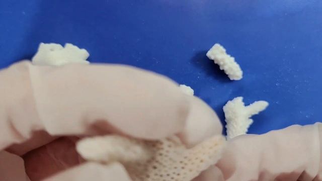 Coral Dissection || Islands Under Fire [EDU] смотреть онлайн