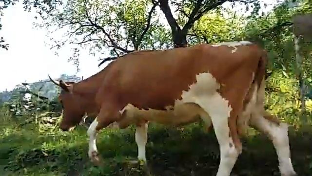 Ты чего смотришь! Корова! смотреть онлайн