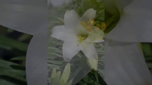 How To Plant And Maintain Lily Flowers In Pots For Ornamental Plants In Home Garden смотреть онлайн