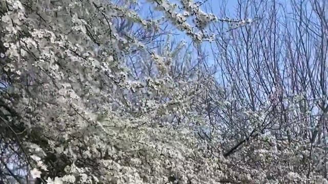Алыча цветет
