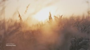 Morning Daisy коллекция  La Natura TechniStone