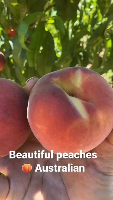 Beautiful peaches from swan hill Victoria Australia 🇦🇺 смотреть онлайн