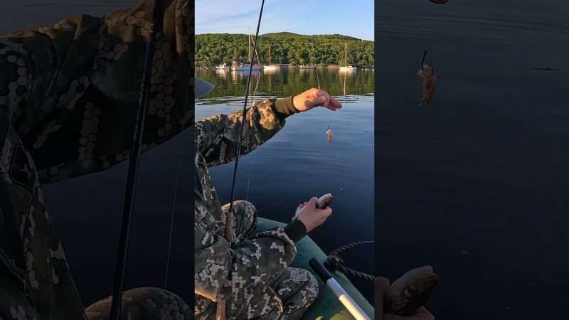 На заливе #fishing