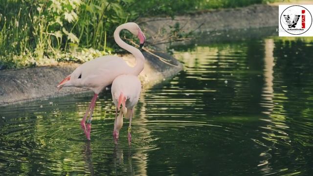 yellow and orange mandarin fruits Autumn Orange Cosmos field Bullfinch Bird Nature Red Flamingos смотреть онлайн