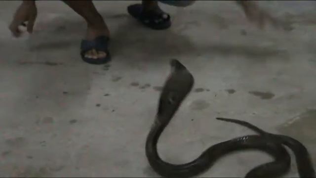 кобра в паттае смотреть онлайн