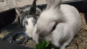 Что едят кролики в квартире. Необычная РЕАКЦИЯ кроликов на зелень.