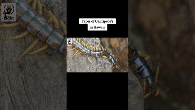 Exploring Centipedes in Hawaii смотреть онлайн