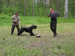 БсБ Бусинка Черная Жемчужинка. Дресслагерь.
