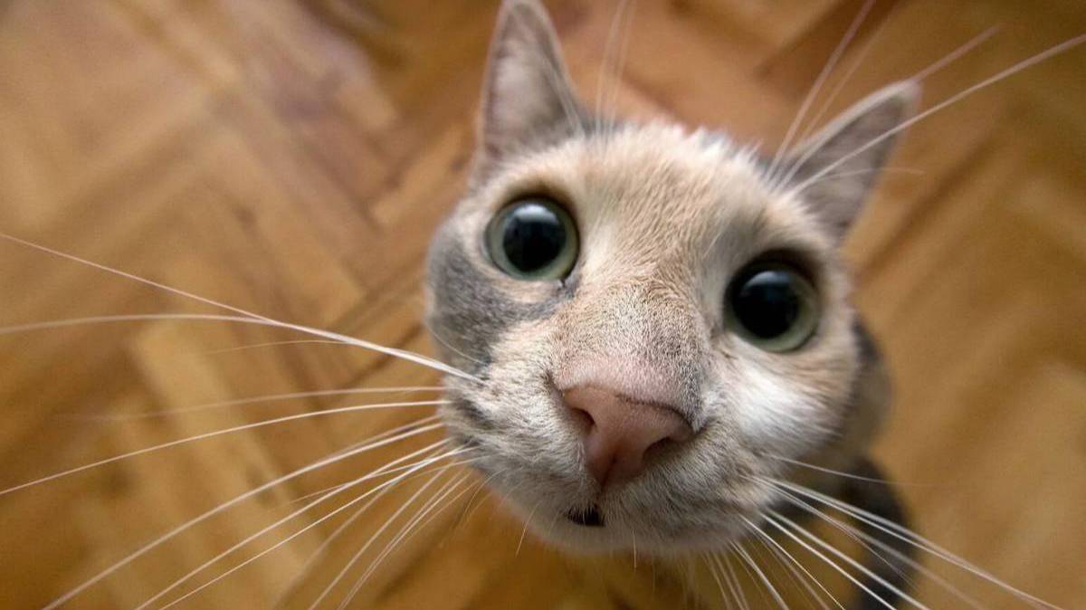 Самые Смешные Животные! Приколы с Котами и Котятами смотреть онлайн