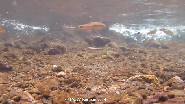 Barbus camptacanthus смотреть онлайн