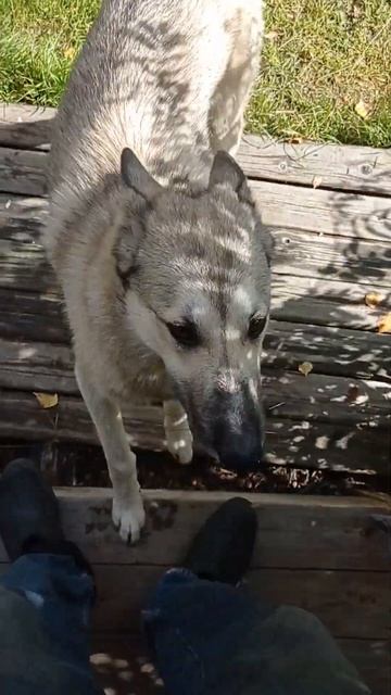 соседская собака по кличке Буран любит ластится смотреть онлайн