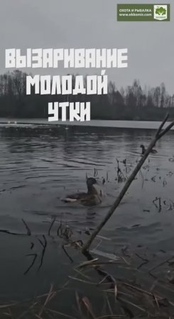 Вызаривание молодой утки