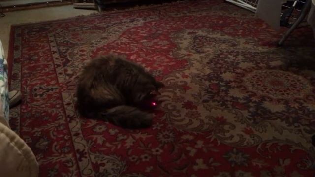 Мурка и лазер смотреть онлайн