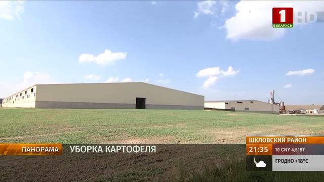 Белорусские аграрии приступили к уборке картофеля — к какому сорту особое внимание? Панорама