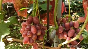 Виноград Басанті