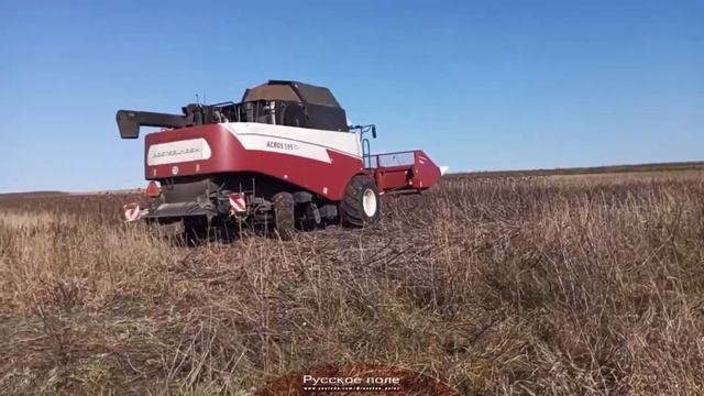 Уборка подсолнечника 2023. смотреть онлайн