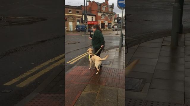 Trainee Assistance Dog Kizzy finding 3 pelican crossings by Targetting the Buttons with her Paws