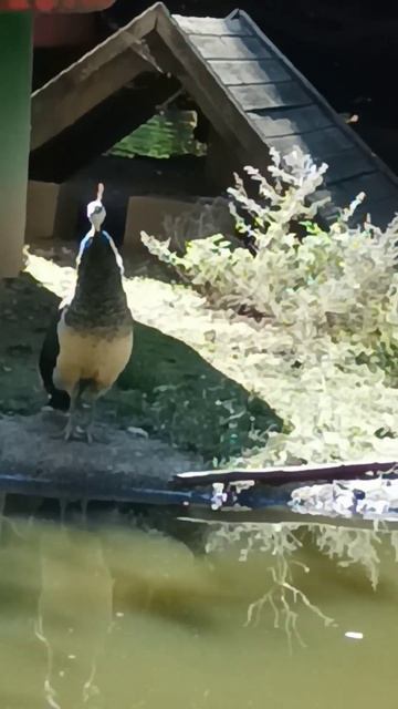 La pava real canta mirando a su izquierda. Después mira al frente y a su derecha sin decir ni pío.
