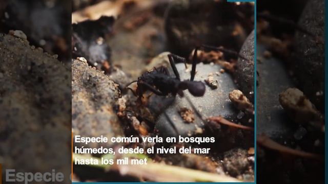 #CuidadoPorDondePisas: Acromyrmex volcanus (Hormiga cortadora de hojas) смотреть онлайн