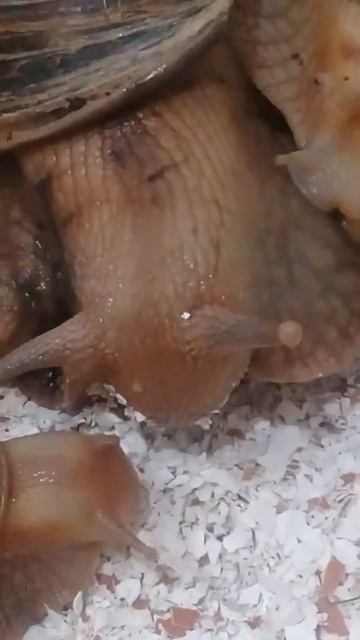 Зубы гигантской улитки смотреть онлайн