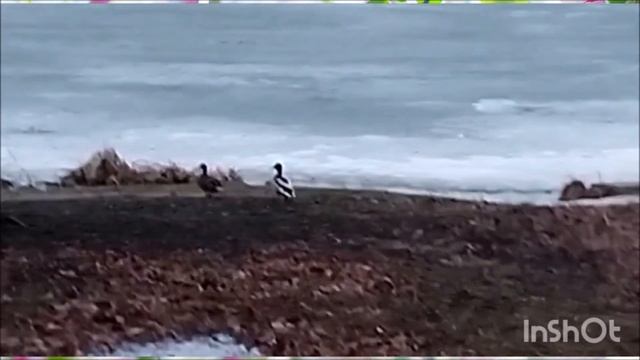 Утки прилетели. смотреть онлайн