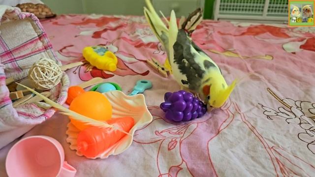 Funny Parrotszotti 403. Life of Cockatiels and budgies. Жизнь корелл и волнистых попугаев смотреть онлайн