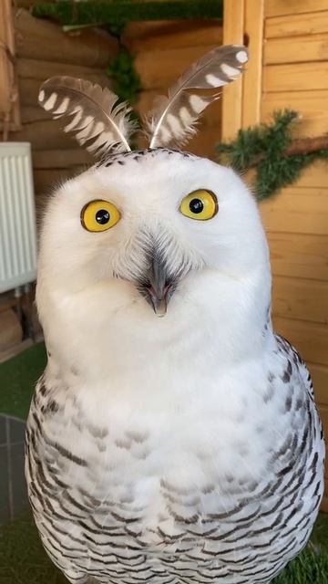 Ты из какого племени)) смотреть онлайн