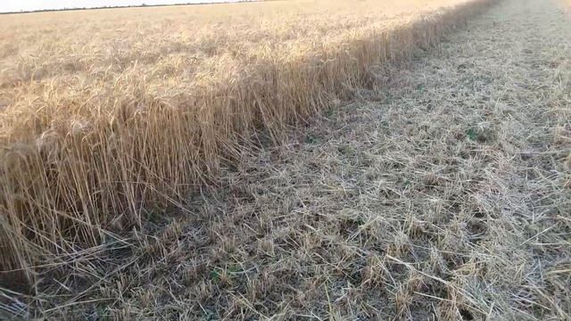Выращивание пшеницы. No-till 5.07.2017. Начало уборки. Продолжение смотреть онлайн