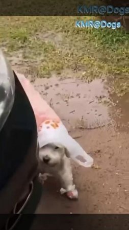 Мама пересмотрела программу «Модный приговор»🤣 ( видео про собак )