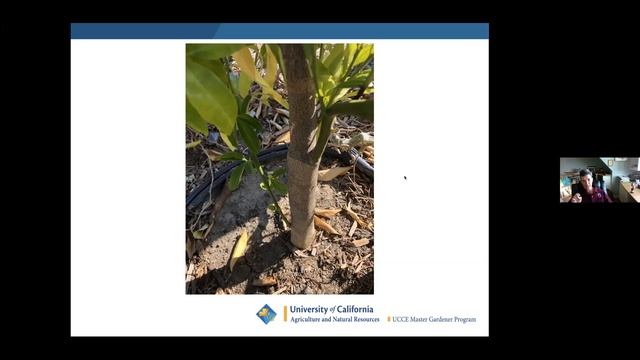 Citrus Tree Care - LYNGSO Class on Jan 13, 2021 смотреть онлайн