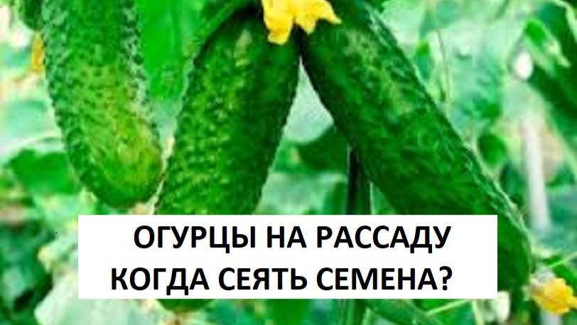 РАННИЙ УРОЖАЙ ОГУРЦОВ ГАРАНТИРОВАН! 🌱🥒 Посадка семян огурцов на рассаду для теплицы.
