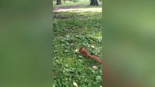 Рюкзак SUPERCUTE