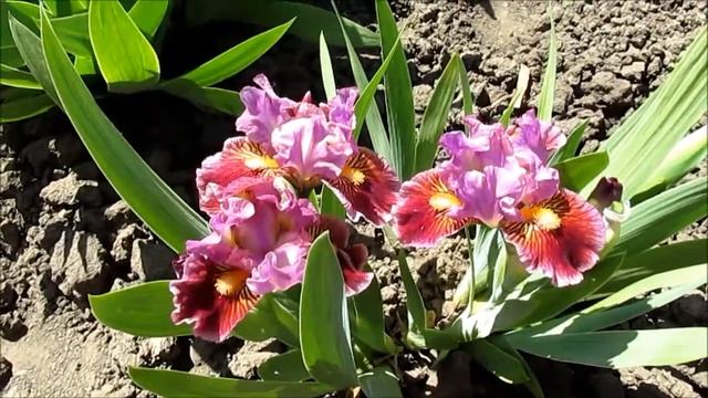 Ray of Light, Johnson’01. Рей оф Лайт. Карликовий ірис смотреть онлайн