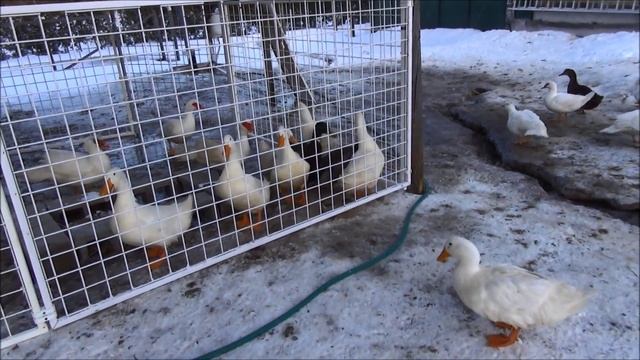 Drakes Get An Outdoor Patio & The Females Torment Them Non Stop Poor Drakes #77 Breeding Ducks смотреть онлайн