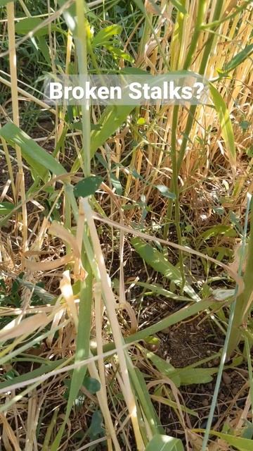 Whats eating my Winter Wheat?   gardening wheat