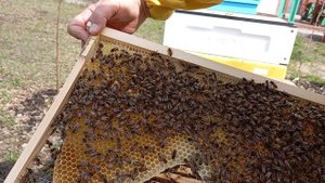 Ох уж мне этот бакфаст!!!