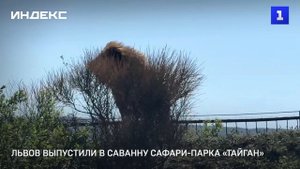 Львов выпустили в саванну сафари-парка «Тайган»