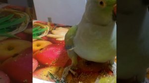 Ожереловый попугай Кеша