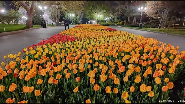 20.04.25 - Парад тюльпанов - Ночное буйство красок на Приморском бульваре