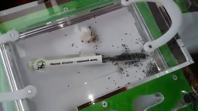 Распоковка муравьев Жнецов смотреть онлайн