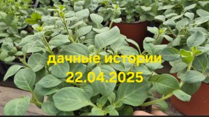 Дачные истории 22.04.2025г. Пересаживаю гортензии, огурцы. Формирую петунию
Новинки для сада.