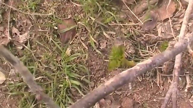 Йошта распустила листики 22 марта смотреть онлайн