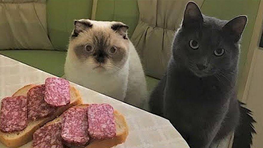 приколы с котами с озвучкой! смешные коты! самые смешные животные до слёз! мне бы таких котов!