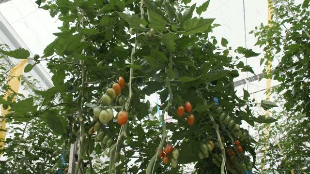 Bayer ForwardFarming, De Ruiter Experience Center and BraZander nursery: the next step смотреть онлайн