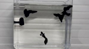 Гуппи Чёрный Монах   г.Самара           skozev78@gmail.com